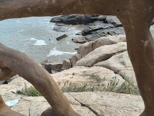 海边岩石旁的弯曲树干