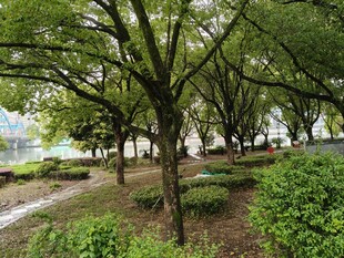 林间绿意盎然的静谧景致