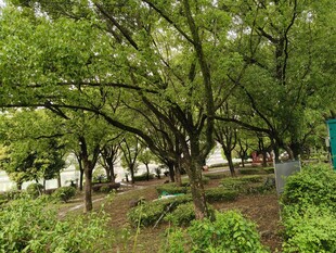 绿意盎然的公园树木景观