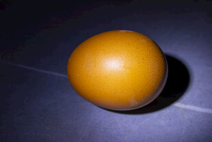 鸡蛋特写