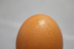 鸡蛋特写