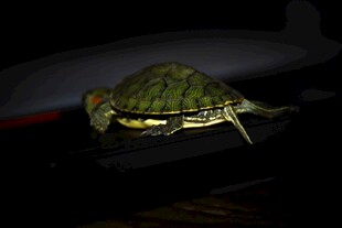 黑暗中的绿壳乌龟