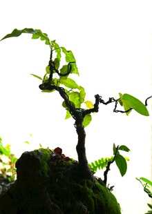 精致盆景绿植 生机盎然