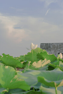 荷叶丛中的美好景致