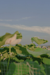 绿叶蓝天间的清新景致