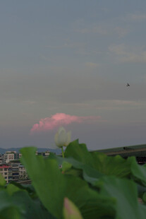 黄昏下的绿叶与天边粉云