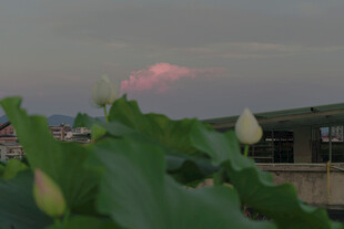 黄昏下的荷花与远处建筑