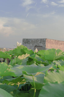 荷塘边的古老城墙