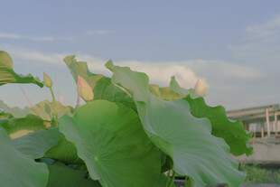 夏日荷塘中的翠绿荷叶