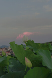 荷塘暮色中的粉嫩云彩