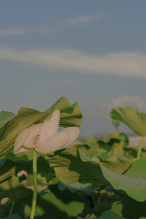 夏日荷塘中的洁白荷花