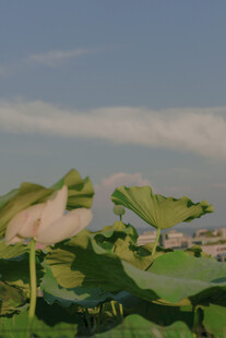 夏日荷塘中的翠绿荷叶