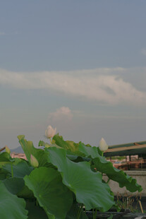 荷塘之上的天空与绿叶