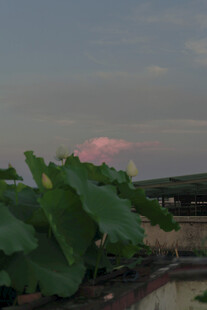 黄昏下的蓬勃绿植