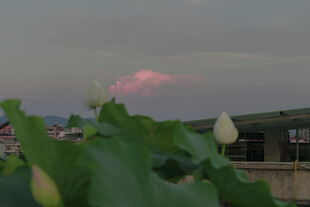 晚霞下的荷叶与荷花