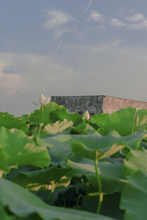 荷塘绿意 远处建筑隐现