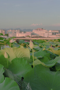 荷塘绿意 远处城市初现