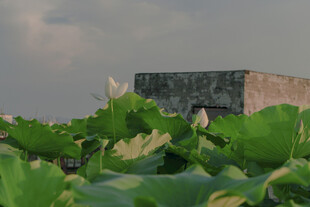 荷塘边的建筑与繁茂荷叶