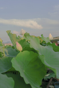 夏日荷塘荷花荷叶美景