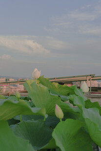 荷塘景色 绿叶映衬天际