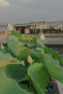 池塘边茂盛的绿色荷叶
