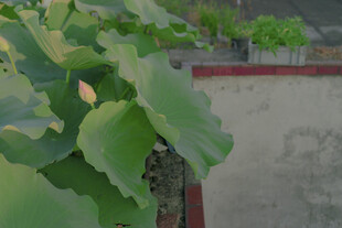 翠绿葡萄叶近景特写