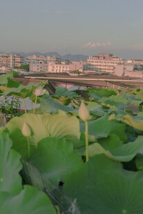 荷塘边的城市风光