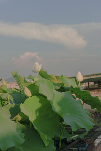 夏日荷塘中的洁白荷花