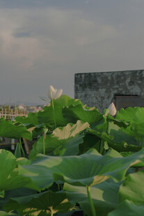荷塘边的古建筑与荷花