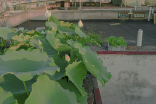 池塘中的翠绿荷叶