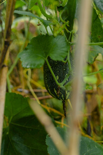 藤蔓上的黑皮黄瓜