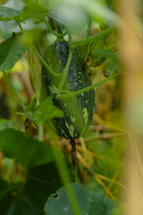 藤蔓上的小黄瓜
