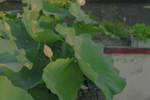 荷叶田田的清新景致