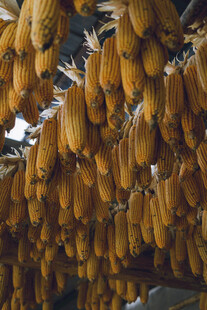 金黄玉米成串挂在架上