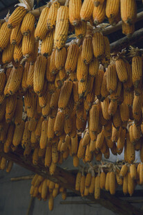 金黄玉米成串晾晒