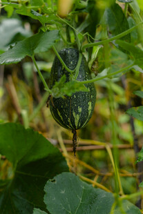 藤蔓上的小南瓜