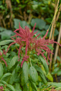 红色羽叶植物特写