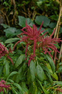 红色花卉绿植特写