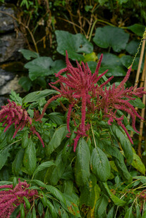 艳丽红色花卉与绿叶植物