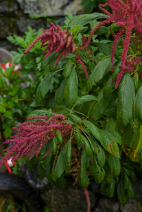 红色穗状花卉绿植特写
