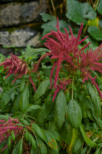 艳丽红色花卉植物特写