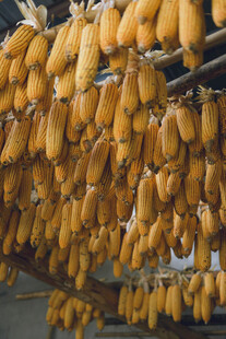 悬挂的金黄玉米