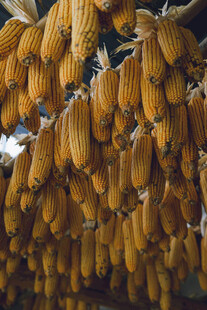 悬挂的金黄玉米