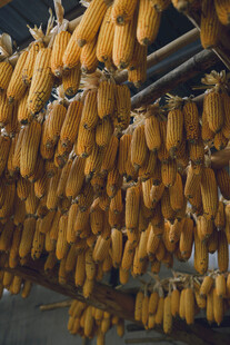 金黄玉米串 农家晾晒景