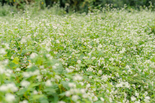 白色小花铺满的绿色草地