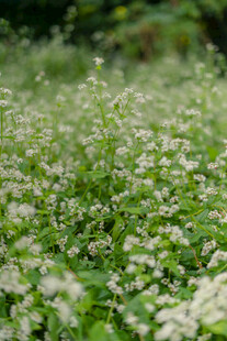 白色小花铺满绿色草地