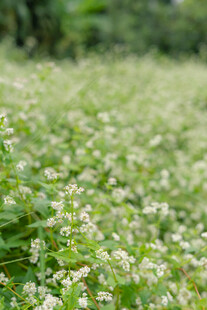 白色小花铺满的清新草地