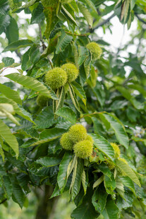 树上的青板栗果实