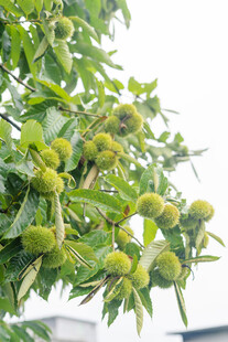 枝头簇拥的绿色球状果实