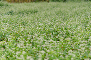 绿色田野中的繁茂植物